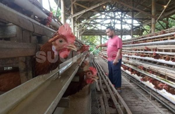 Ternak ayam petelur di Supnin, Kab. Raja Ampat