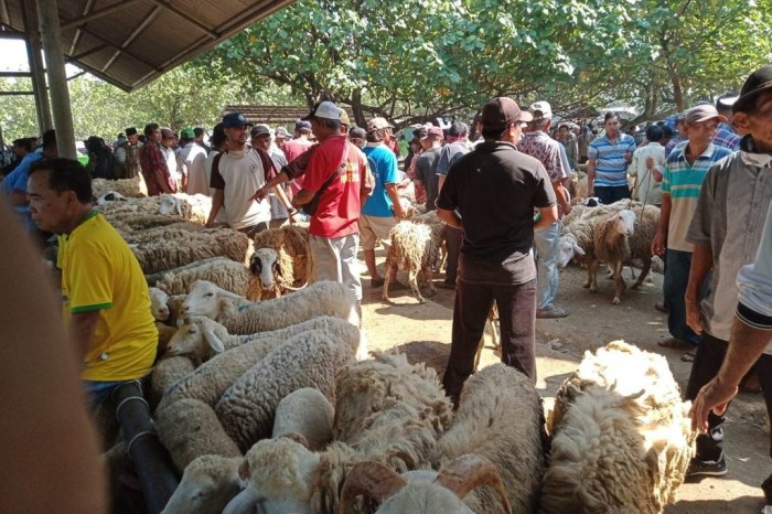 Harga Kambing Mulai Melonjak, Aktivitas Pasar Hewan Bumiayu Brebes ... Daging kambing di Bumiayu, Brebes
