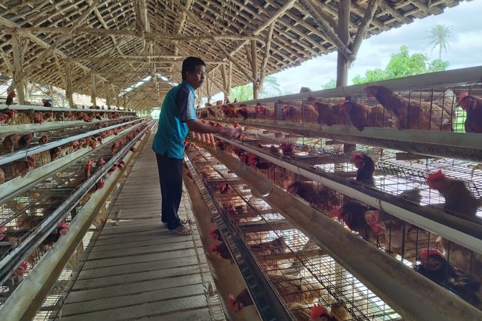 Peternak Ayam Petelur Lampung Bangkit dari Pandemi Berkat Klaster Usaha ... Peternak Ayam Petelur Lampung Bangkit dari Pandemi Berkat Klaster Usaha ...