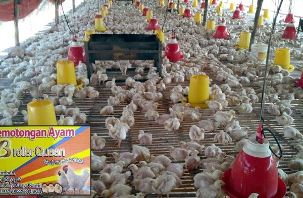 InfoPublik - TINJAU HARGA AYAM POTONG