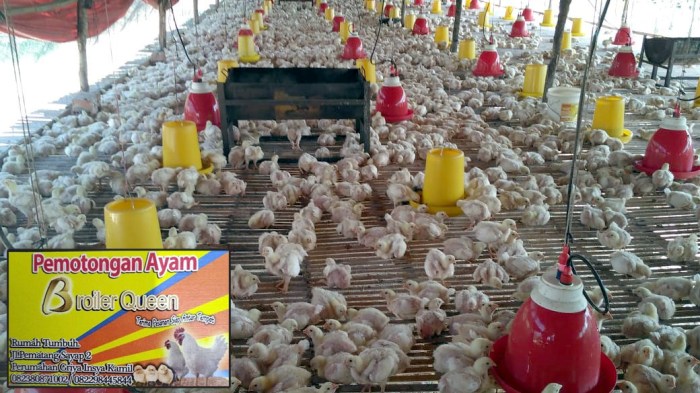 Harga Ayam Kampung Stabil, Ayam Pedaging Melangit di Borong Manggarai ... Harga Ayam Kampung Stabil, Ayam Pedaging Melangit di Borong Manggarai ...