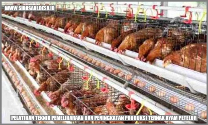 Panduan Lengkap Cara Beternak Ayam Petelur Untuk Pemula