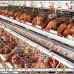 Ternak ayam petelur di Tanah Pasir, Aceh Utara