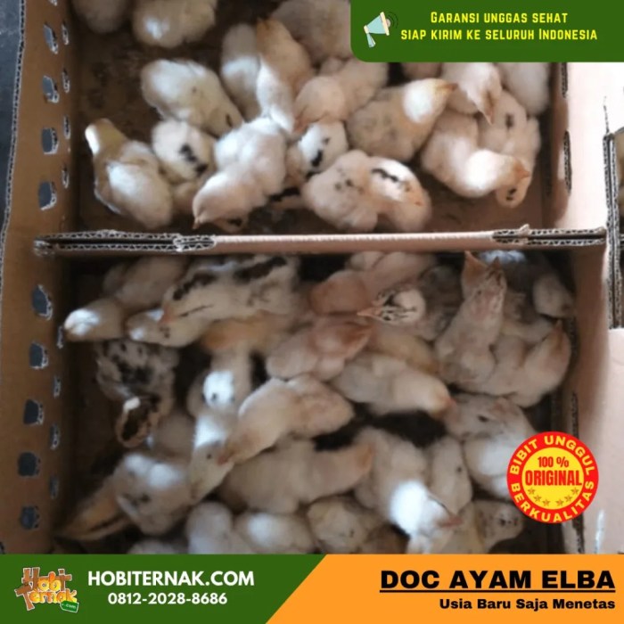 Ayam elba kampung petelur super di Jabung, Malang
