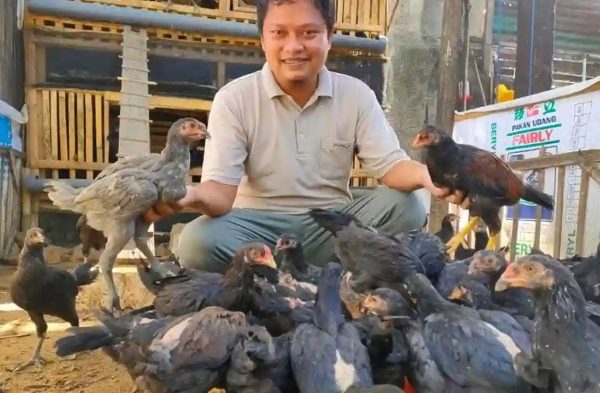 Ayam Ternak di Kauman, Ponorogo