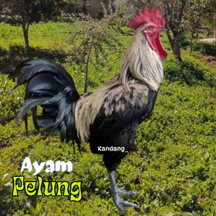 Ayam pelung jumbo di Moyudan, Sleman