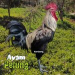 Jual telur ayam pelung jumbo super asli bisa untuk di tetaskan | Shopee ...