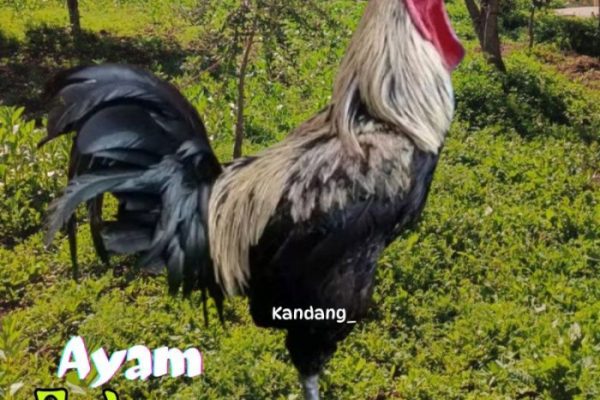 Ayam pelung jumbo di Wirobrajan, Kota Yogyakarta