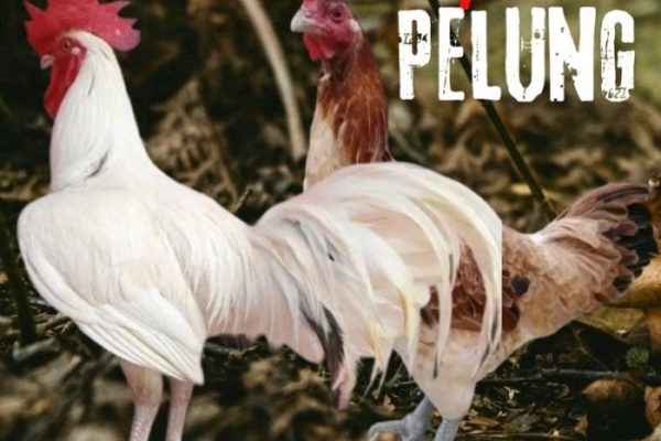 Detail Gambar Ayam Pelung Jumbo Koleksi Nomer 47