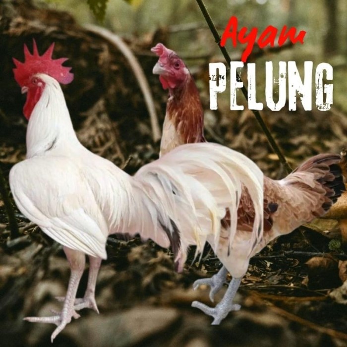 Jual telur ayam pelung jumbo super bisa untuk di tetaskan | Shopee ... Jual telur ayam pelung jumbo super bisa untuk di tetaskan | Shopee ...