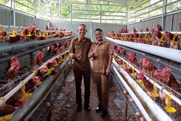 Budidaya ayam di IV Nagari Bayang Utara, Kabupaten Pesisir Selatan