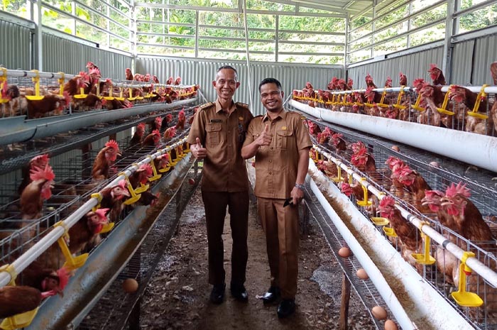 Ayam petelur jantan di Bukik Barisan, Kabupaten Lima Puluh Kota