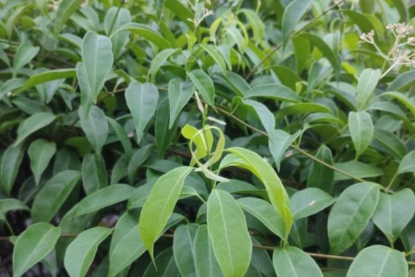 Daun penggemuk ayam di Kusambi, Muna Barat