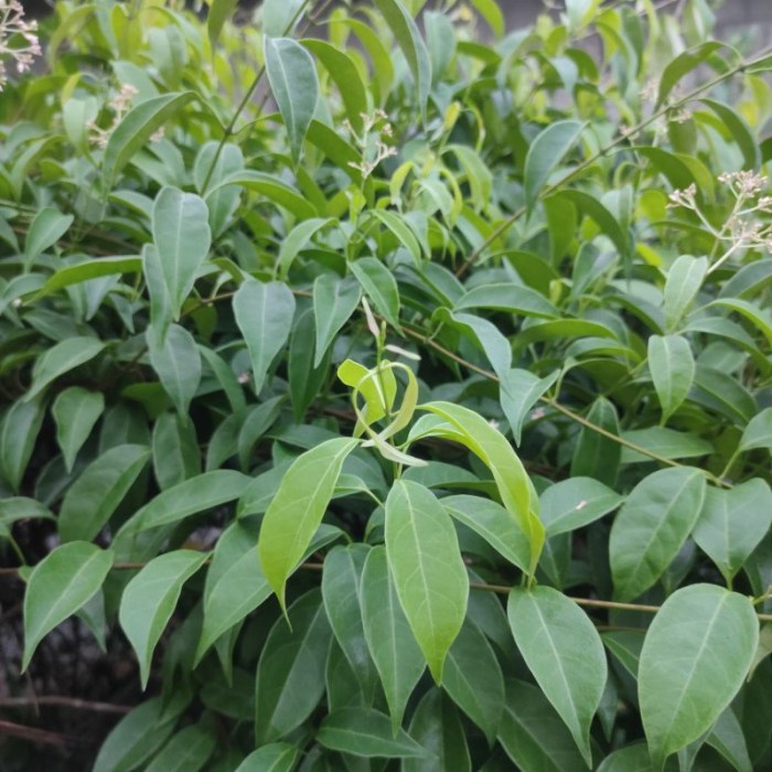 Daun penggemuk ayam di Kusambi, Muna Barat