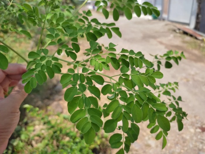Daun penggemuk ayam di Walea Besar, Tojo Una-una