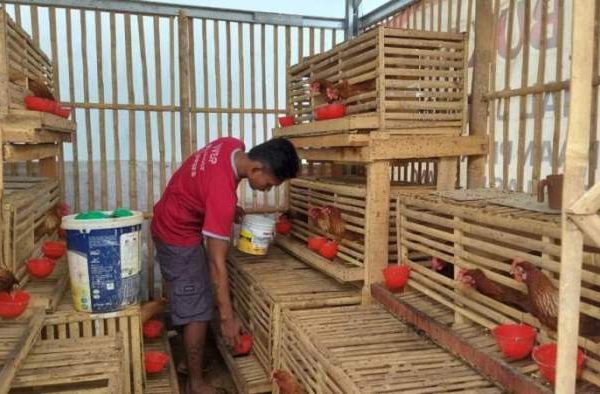 Budidaya ternak ayam di Jepon, Blora