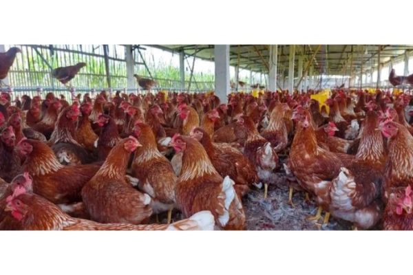 Ayam merah petelur di Bantar Gebang, Kota Bekasi