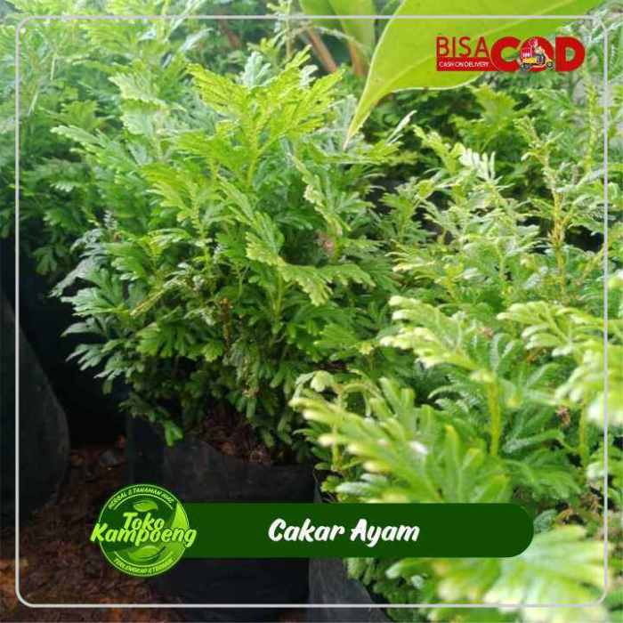 Apa saja pakan alternatif penggemukan ayam kampung?? Ini jawabannya ... Daun penggemuk ayam di Kalome, Kab. Puncak Jaya