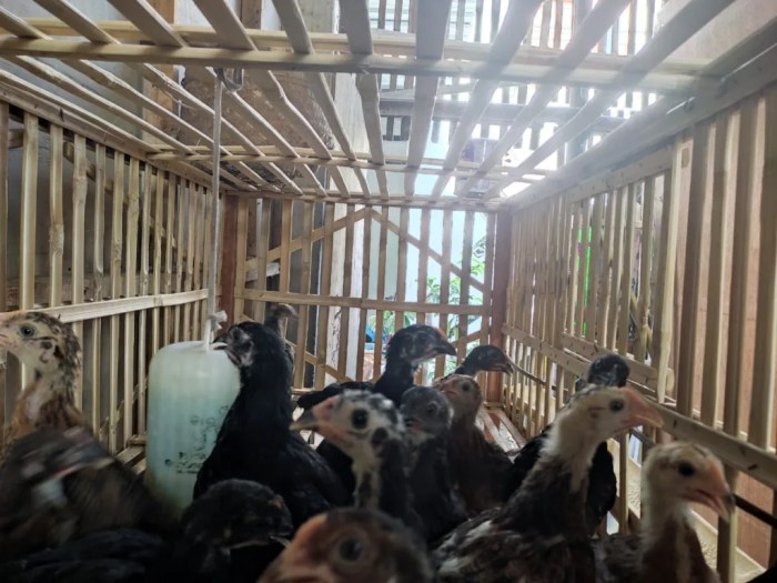 Ayam elba kampung petelur super di Curahdami, Bondowoso