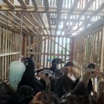 Fakta Menarik Tentang Ayam Elba Si Ayam Petelur Super - HOBI TERNAK