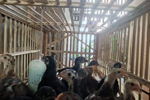 Ternak ayam petelur di Balik Bukit, Lampung Barat