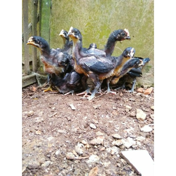 Ayam pelung jumbo di Imogiri, Bantul