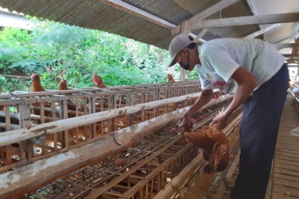 Ayam afkir di Cipanas, Cianjur