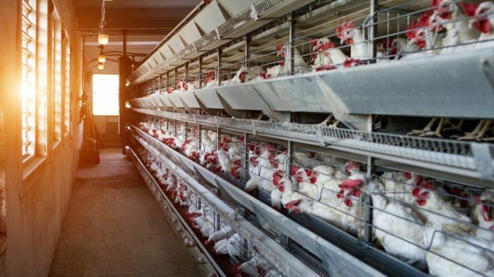 Panduan Lengkap Cara Ternak Ayam Petelur : Mulai dari Persiapan hingga ... Panduan Lengkap Cara Ternak Ayam Petelur : Mulai dari Persiapan hingga ...