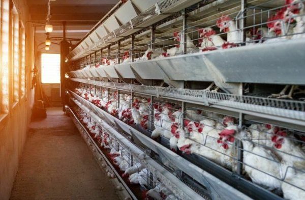 Panduan Lengkap Cara Ternak Ayam Petelur : Mulai dari Persiapan hingga ...