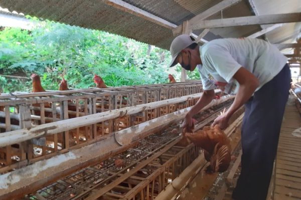 Ayam afkir di Margaasih, Bandung