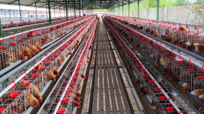 Ayam Ternak di Badas, Kediri