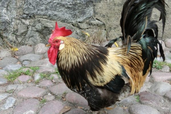 Ayam arab petelur di Puspo, Pasuruan