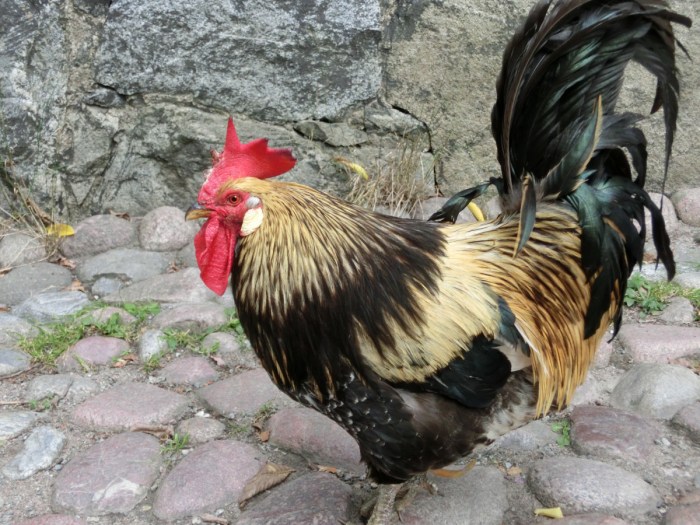 Ayam arab petelur di Pudak, Ponorogo