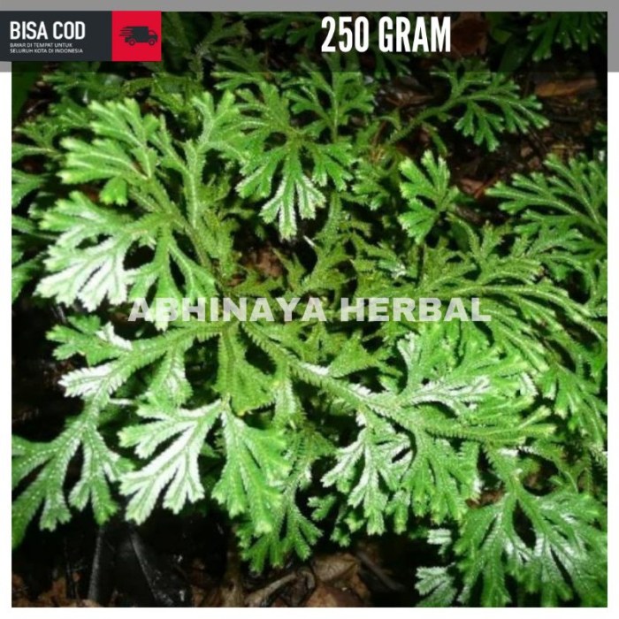 Jual Daun cakar ayam segar - daun herbal radang paru 250 gram | Shopee ... Daun penggemuk ayam di Karangtengah, Kota Tangerang