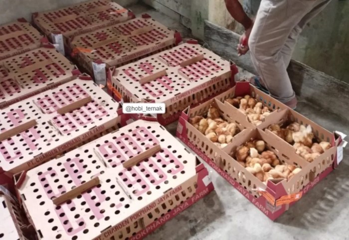 Ayam Merah Petelur Mulai Diburu Warga Jelang Idul Adha, Pedagang ... Ayam Merah Petelur Mulai Diburu Warga Jelang Idul Adha, Pedagang ...