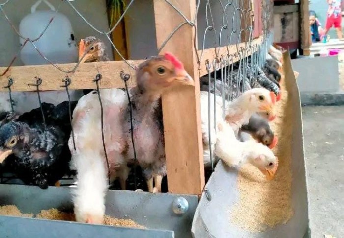 Tunggu Rekomendasi, Peternakan Ayam di Walantaka Segera Ditutup - Kabar ... Tunggu Rekomendasi, Peternakan Ayam di Walantaka Segera Ditutup - Kabar ...