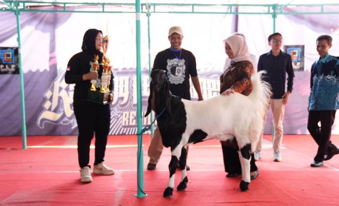 Bupati Sleman Buka Kontes Kambing PE Ras Kaligesing Regional Jawa di ... Daging kambing di Kalasan, Sleman