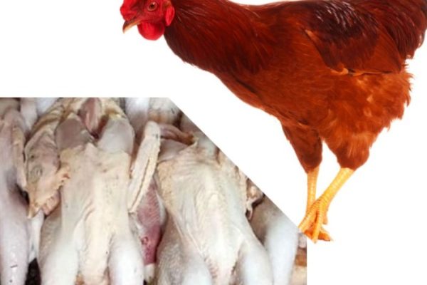 Ayam merah petelur di Cibiru, Kota Bandung