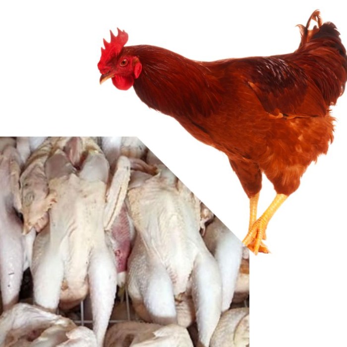 Ayam merah petelur di Cibiru, Kota Bandung