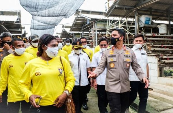 Cara Ternak Ayam Petelur, Bantu Ekonomi Keluarga – Radar Cirebon ID