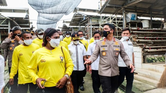 Usaha Budidaya ternak ayam petelur - Website Kalurahan JATIMULYO Ternak ayam petelur di Kasi, Kab. Tambrauw
