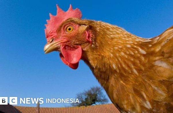 Ayam arab petelur di Lumban Julu, Toba