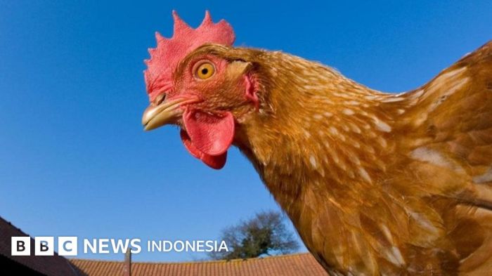Tips Memasak Ayam di Rumah, Mulai dari Mencuci hingga Metode Masak ... Ayam arab petelur di Bandarkedungmulyo, Jombang