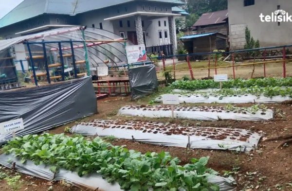 Daun penggemuk ayam di Wolowa, Buton
