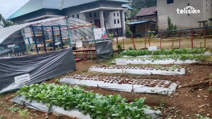 Daun penggemuk ayam di Wolowa, Buton