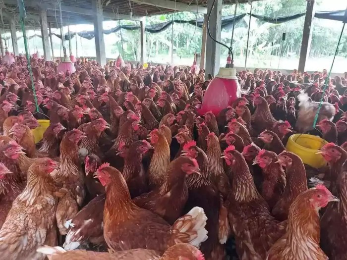 Jual Pullet Ayam Petelur Merah Pengertian, Pemeliharaan Dan Manfaat Jual Pullet Ayam Petelur Merah Pengertian, Pemeliharaan Dan Manfaat