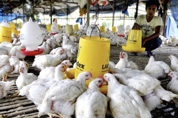 Ternak ayam pedaging di Pondok Kubang, Bengkulu Tengah