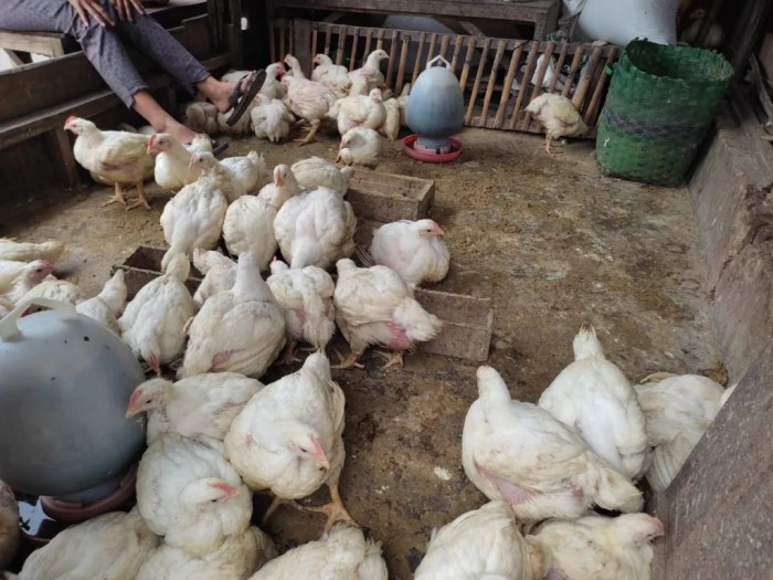 Komposisi Pakan Ayam Pedaging Broiler yang Terbaik - Beternak Ayam Komposisi Pakan Ayam Pedaging Broiler yang Terbaik - Beternak Ayam