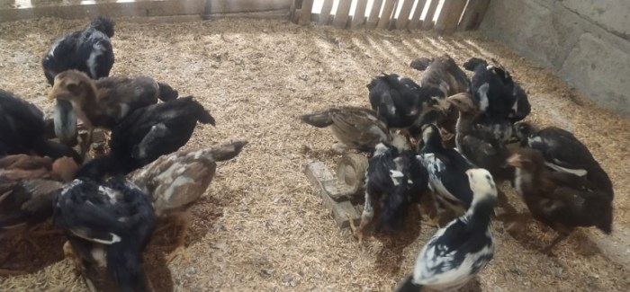 Ayam Joper dan Ayam kampung Ayam Joper dan Ayam kampung