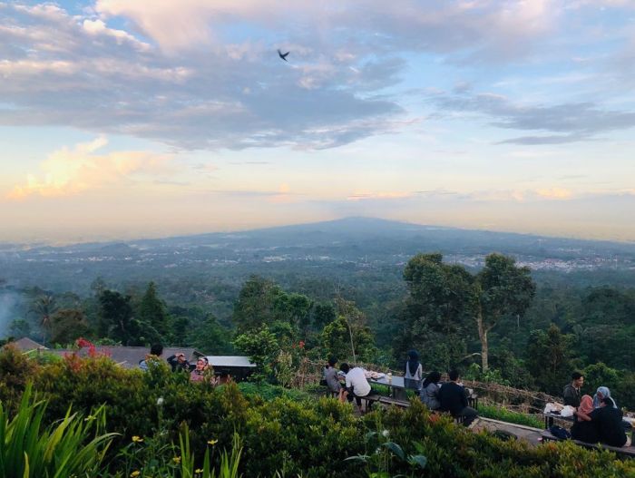Daun penggemuk ayam di Cimanggu, Kab. Pandeglang